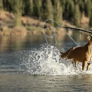 Read more about the article Utah Wildlife Board approves several changes to fishing regulations in Utah , other items discussed.