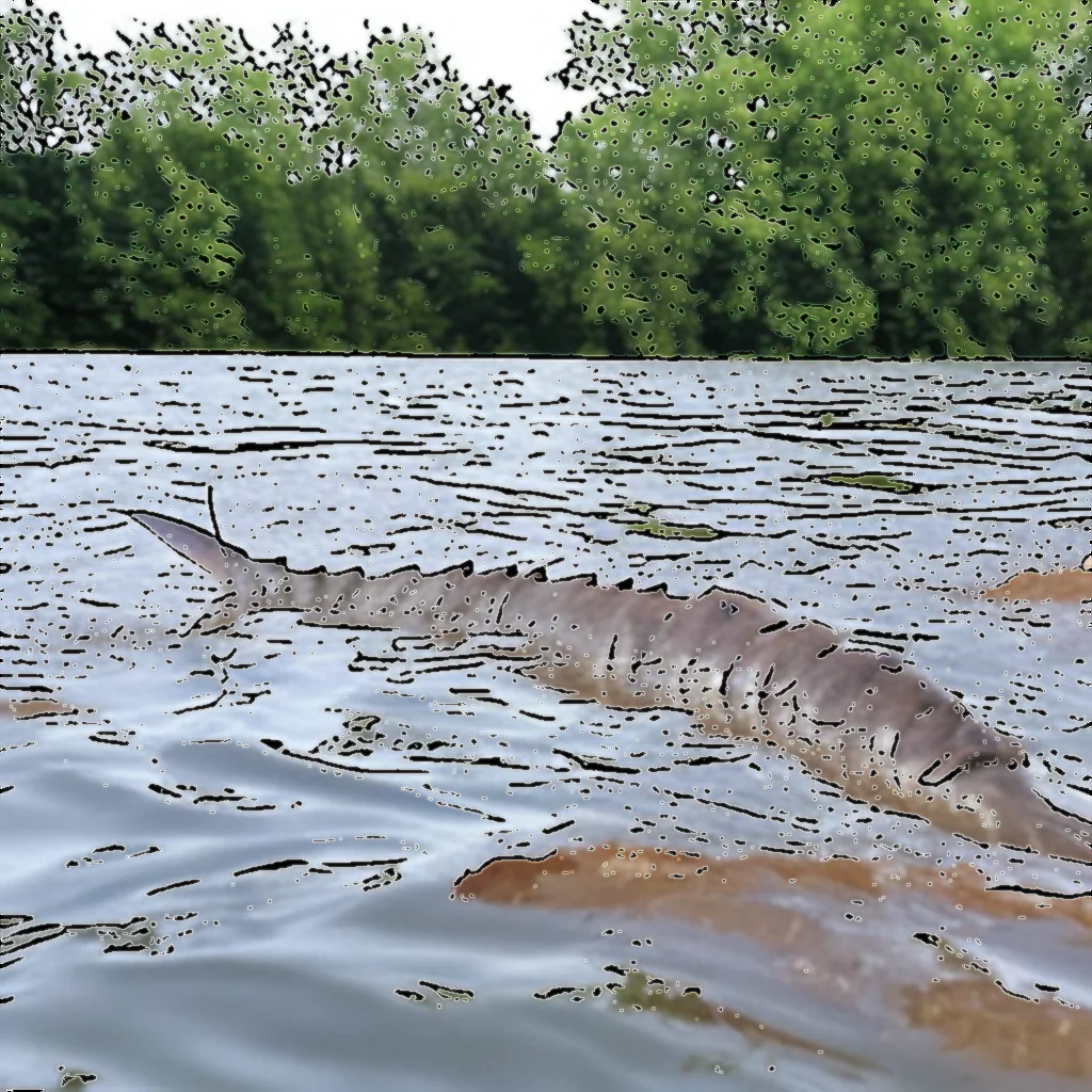 You are currently viewing DNR and MSU Release 500 Baby Sturgeon in Michigan River