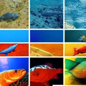 Read more about the article 15 of the Largest Fish in Oceans , Lakes and Rivers