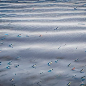 Read more about the article The world is farming more seafood than it catches . Is that a good thing ?